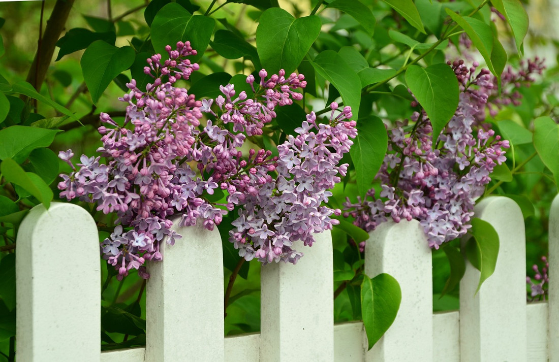 le recinzioni in legno bianco sono economiche e decorative